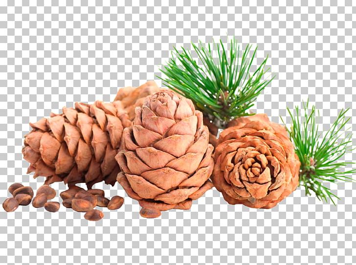 Pine Nut Oil Conifer Cone Pine Oil PNG, Clipart, Cedar, Cedar Oil, Conifer, Conifer Cone, Conifers Free PNG Download