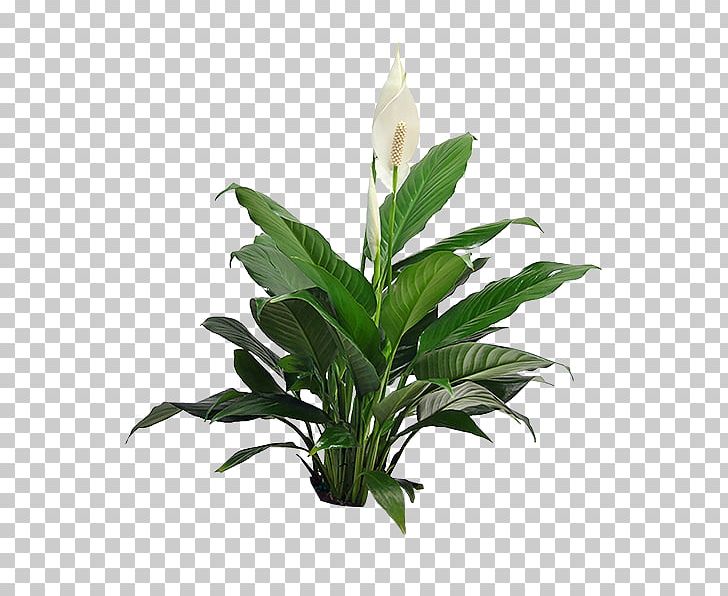Spathiphyllum Wallisii Houseplant Guzmania Indoor Plants PNG, Clipart, Aquarium Decor, Bromeliads, Evergreen, Flower, Flowering Plant Free PNG Download
