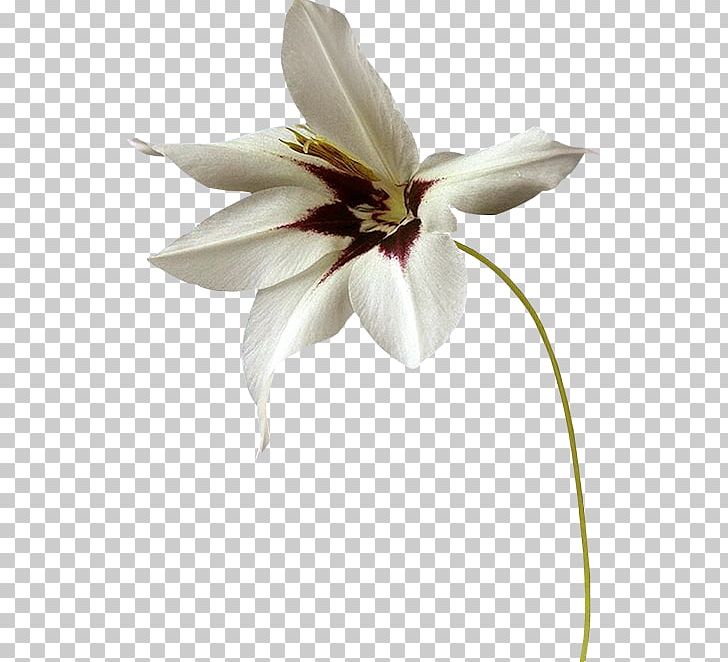 Still Life Photography Cut Flowers Magnoliaceae Plant Stem PNG, Clipart, Bisou, Cut Flowers, Family, Flower, Flowering Plant Free PNG Download