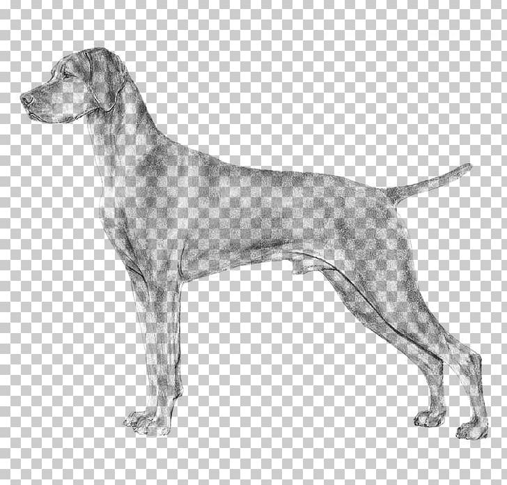 Weimaraner Wirehaired Vizsla Pembroke Welsh Corgi Pointer PNG, Clipart, Afghan Hound, American Foxhound, American Kennel Club, Carnivoran, Dog Breed Free PNG Download