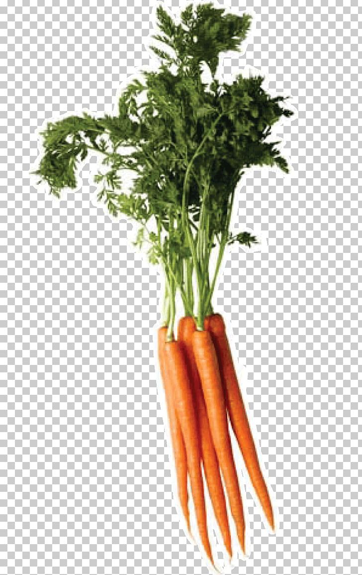 Carrot Vegetable PNG, Clipart, Baby Carrot, Carrot, Daucus, Daucus Carota, Download Free PNG Download