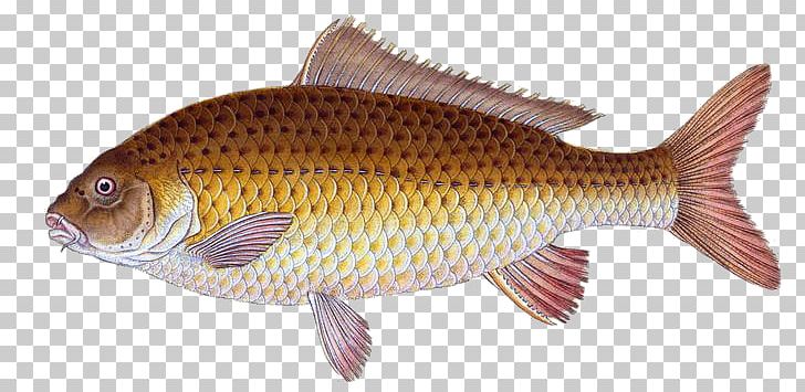 Common Carp Goldfish Tilapia PNG, Clipart, Aquatic Animal, Bass, Bony Fish, Carp, Common Carp Free PNG Download