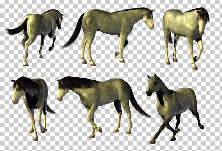 Mustang Akhal-Teke Horses Stallion Mare PNG, Clipart, Akhalteke, Animal, Animal Figure, Animals, Colt Free PNG Download