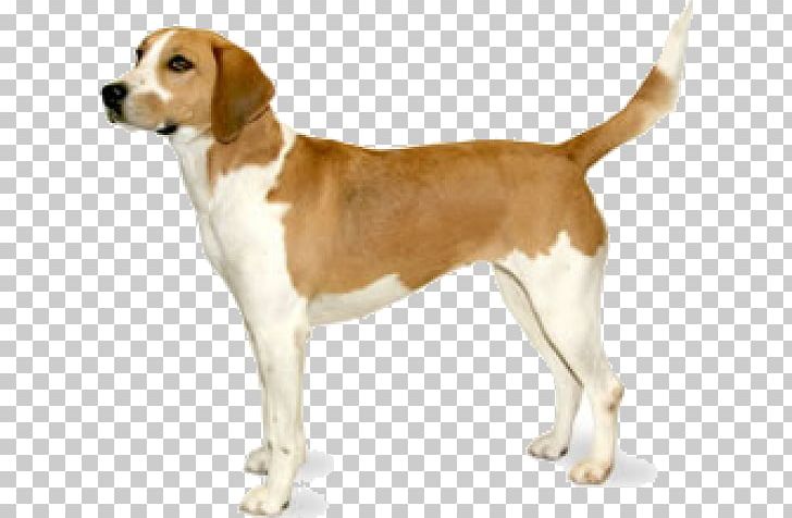 Beagle-Harrier Labrador Retriever American Foxhound PNG, Clipart, Animal, Animals, Carnivoran, Companion Dog, Dog Breed Free PNG Download