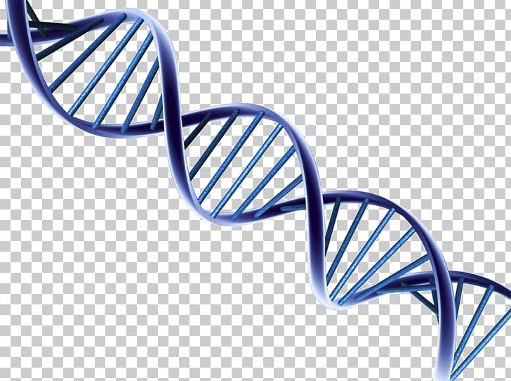 DNA PNG, Clipart, Dna Free PNG Download