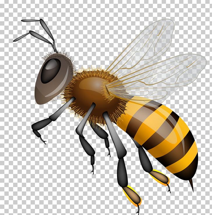 Western Honey Bee Graphics Drawing PNG, Clipart, Arthropod, Bee, Bumblebee, Cartoon, Drawing Free PNG Download