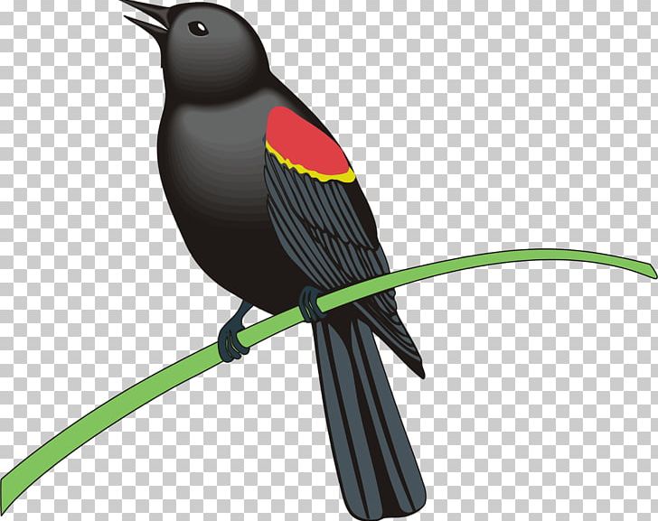 Common Blackbird PNG, Clipart, Animals, Beak, Bird, Blackbird, Clip Art Free PNG Download