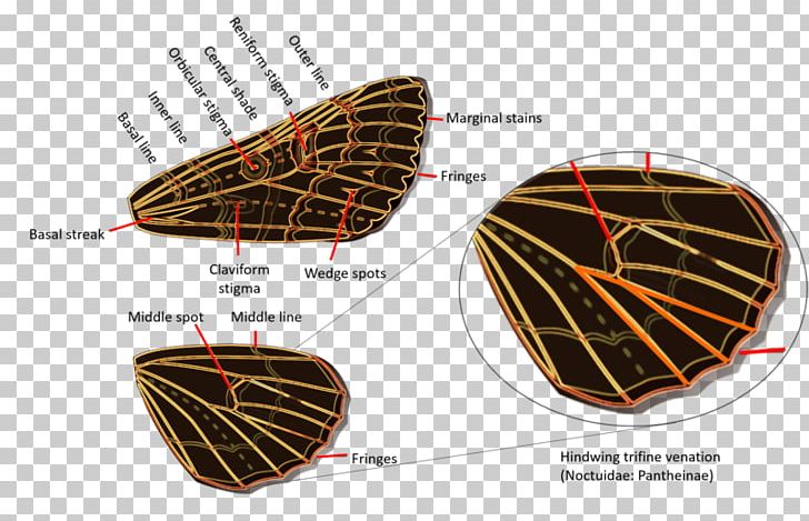 Owlet Moths Geometer Moths Erebidae American Moth-butterflies PNG, Clipart, Butterflies And Moths, Butterfly, Caterpillar, Cutworm, Erebidae Free PNG Download