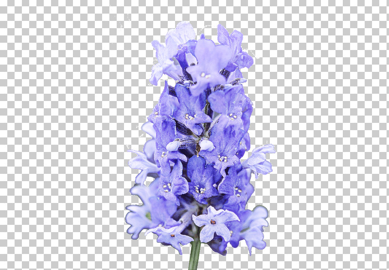 Lavender PNG, Clipart, Blue, Cut Flowers, Delphinium, English Lavender, Flower Free PNG Download