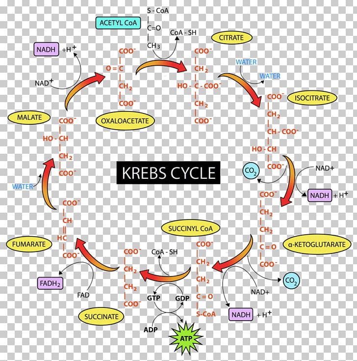 Citric Acid Cycle Glycolysis Cellular Respiration Pyruvic Acid Fructose 1 PNG, Clipart, Area, Atom, Biochemistry, Brand, Breathing Free PNG Download