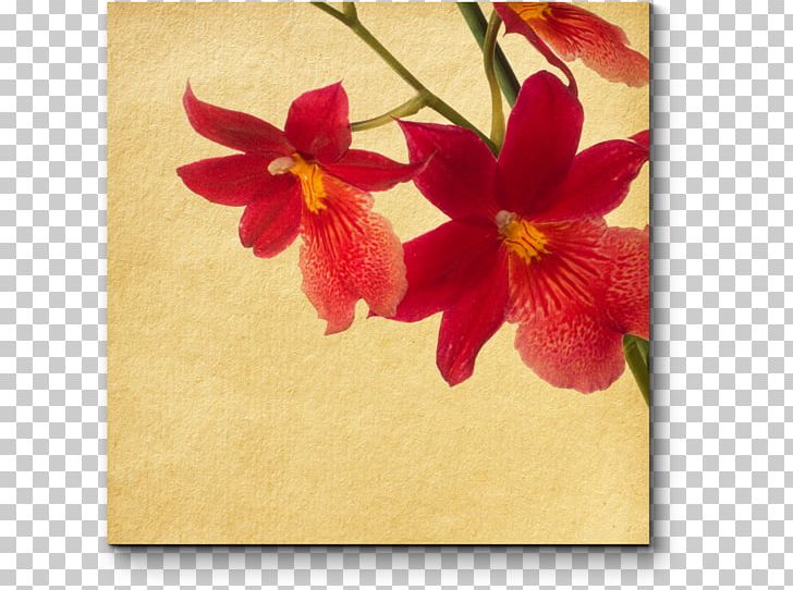 Hibiscus PNG, Clipart, Art, Flora, Floral Design, Flower, Flowering Plant Free PNG Download