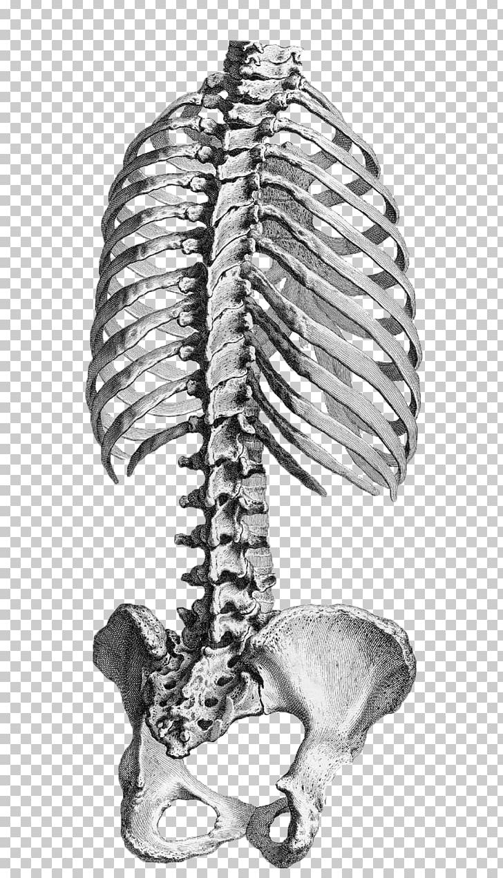 Human Anatomy Rib Cage Vertebral Column Pelvis PNG, Clipart, Anatomy