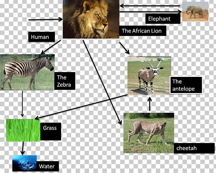 Lion Cheetah Cougar Common Warthog Food Web PNG, Clipart, African Leopard, Animals, Biome, Carnivore, Cheetah Free PNG Download
