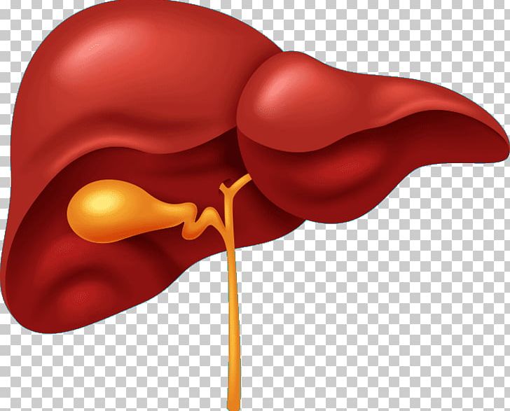 Liver Human Body Organ Gallbladder Human Digestive System PNG, Clipart, Anatomy, Bile, Digestion, Gallbladder, Gastrointestinal Tract Free PNG Download