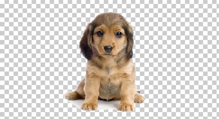Pembroke Welsh Corgi Puppy Pet Shop Animal PNG, Clipart, Animal, Animals, Bark, Canine Good Citizen, Carnivoran Free PNG Download
