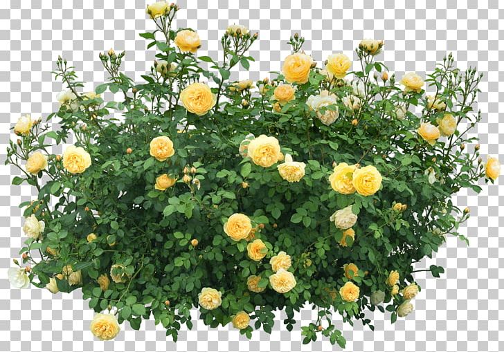 Shrub Flower Rose PNG, Clipart, Action, Annual Plant, Beautiful, Bestoftheday, Bush Free PNG Download