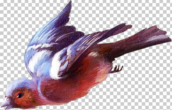 Bird Beak Animal Feather PNG, Clipart, Animal, Animals, Animated, Apothecary, Beak Free PNG Download