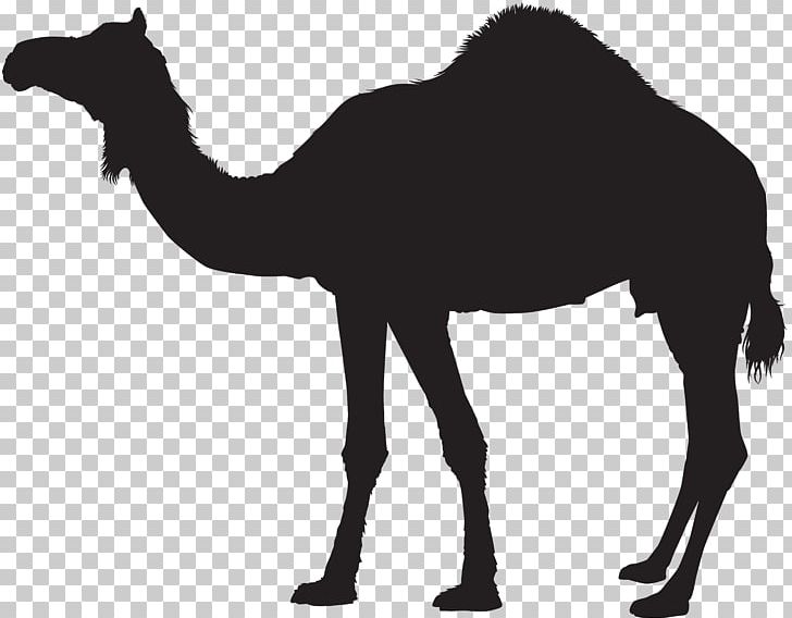 Dromedary Bactrian Camel Silhouette PNG, Clipart, Animals, Arabian Camel, Bactrian Camel, Black And White, Camel Free PNG Download