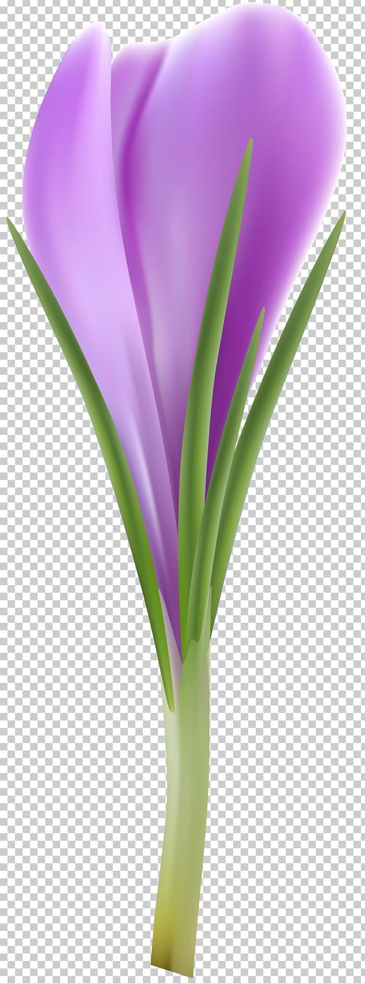 Flower PNG, Clipart, Advertising, Animaatio, Closeup, Crocus, Crocus Flavus Free PNG Download