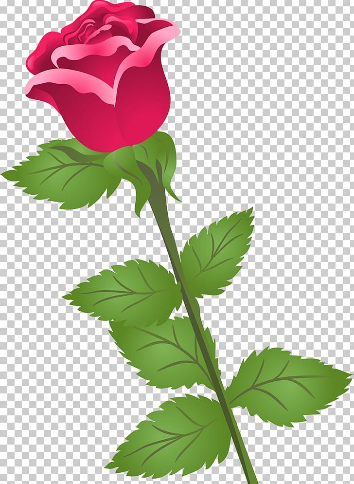Garden Roses Cabbage Rose Flower Petal PNG, Clipart, Beautiful Rose, Bud, China Rose, Desktop Wallpaper, Floral Design Free PNG Download