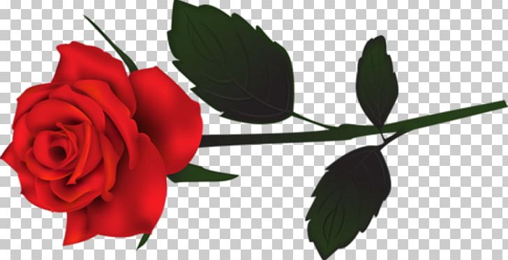 Garden Roses Desktop PNG, Clipart, Art, Art Museum, Bud, Cut Flowers, Decoupage Free PNG Download