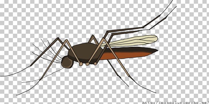 Mosquito Ant Beetle Dragonfly PNG, Clipart, Anatomy, Animal, Ant, Arthropod, Beetle Free PNG Download