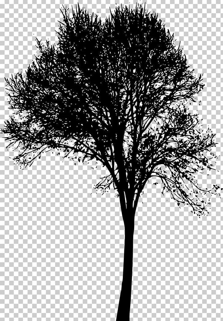 Woody Plant Tree Branch Twig PNG, Clipart, Black And White, Branch, Leaf, Monochrome, Monochrome Photography Free PNG Download