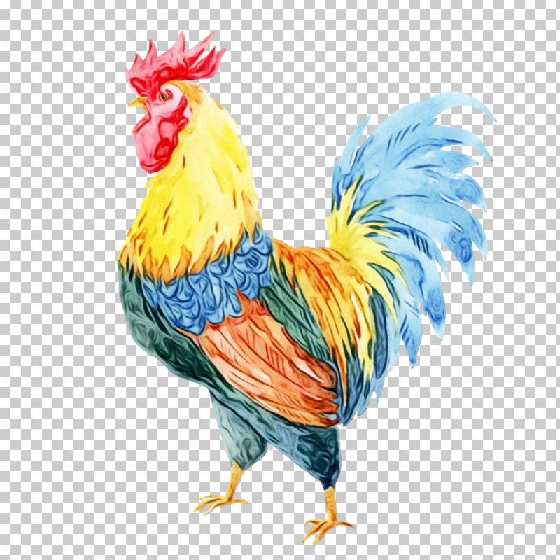 Chicken Bird Rooster Comb Beak PNG, Clipart, Beak, Bird, Chicken, Comb, Fowl Free PNG Download