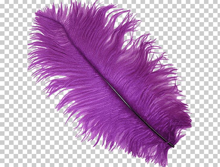 Feather Plume Purple Color Violet PNG, Clipart, Animals, Color, Color Chart, Common Ostrich, Drawing Free PNG Download