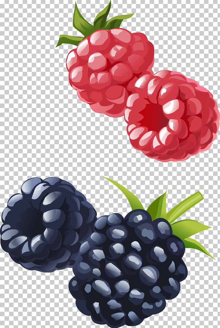 Frutti Di Bosco Boysenberry Raspberry Blueberry Fruit PNG, Clipart, Blackberry, Blueberries Vector, Decorate, Download, Foo Free PNG Download