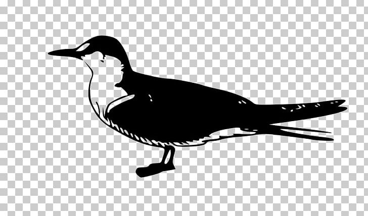 Arctic Tern Fairy Tern Common Tern Bird PNG, Clipart, Animals, Arctic Tern, Beak, Bird, Black And White Free PNG Download