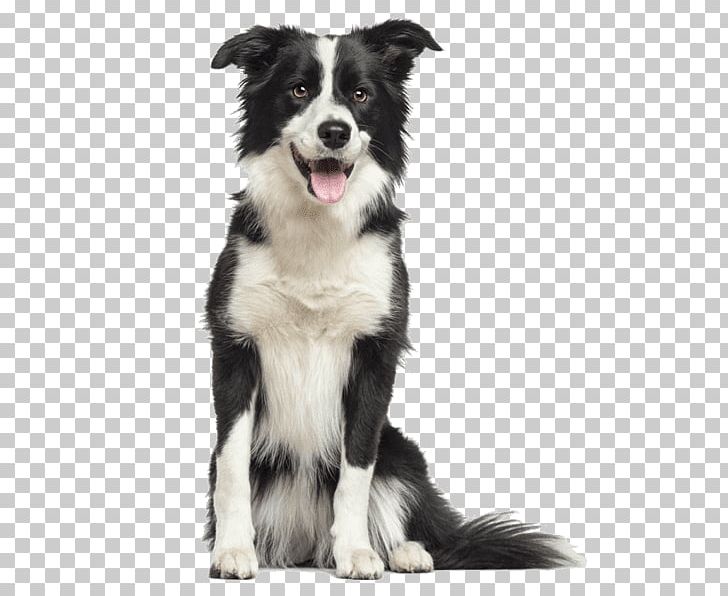 Border Collie Rough Collie Old English Sheepdog Puppy Bearded Collie PNG, Clipart, Aging In Dogs, American Pit Bull Terrier, Animals, Border, Border Collie Free PNG Download