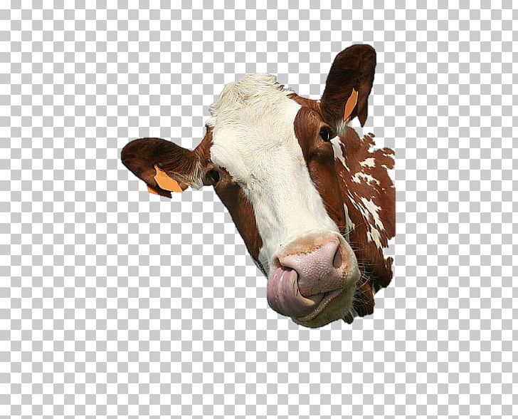 Cattle Paper Sticker Get-well Card PNG, Clipart, Agriculture, Animal, Animal Slaughter, Bull, Business Free PNG Download