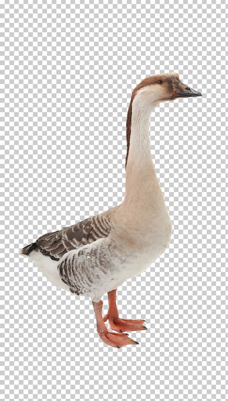 Domestic Goose Mallard Duck Bird PNG, Clipart, Anatidae, Animal, Animals, Anseriformes, Beak Free PNG Download