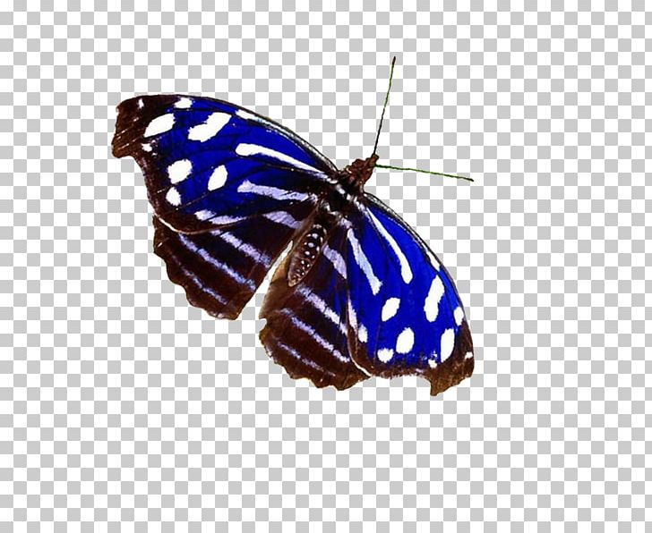 Monarch Butterfly Myscelia Cyaniris Handbag Bluewing Butterflies PNG, Clipart, Arthropod, Bag, Blue, Brush Footed Butterfly, Butterflies And Moths Free PNG Download