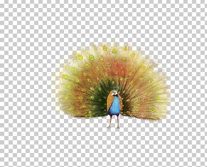 Peafowl Painting Feather PNG, Clipart, Adobe Illustrator, Animal, Animals, Beak, Bird Free PNG Download