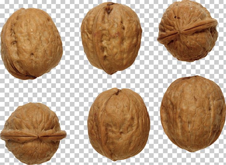 Walnut PNG, Clipart, Walnut Free PNG Download