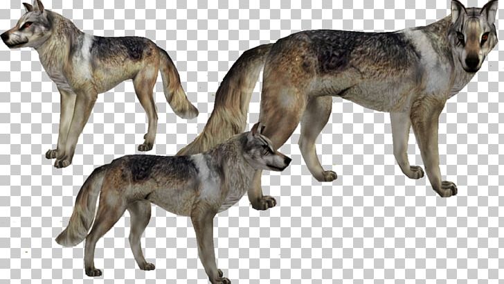 Saarloos Wolfdog Czechoslovakian Wolfdog Kunming Wolfdog Tamaskan Dog Seppala Siberian Sleddog PNG, Clipart, Animal, Carnivoran, Deviantart, Dog, Dog Breed Free PNG Download