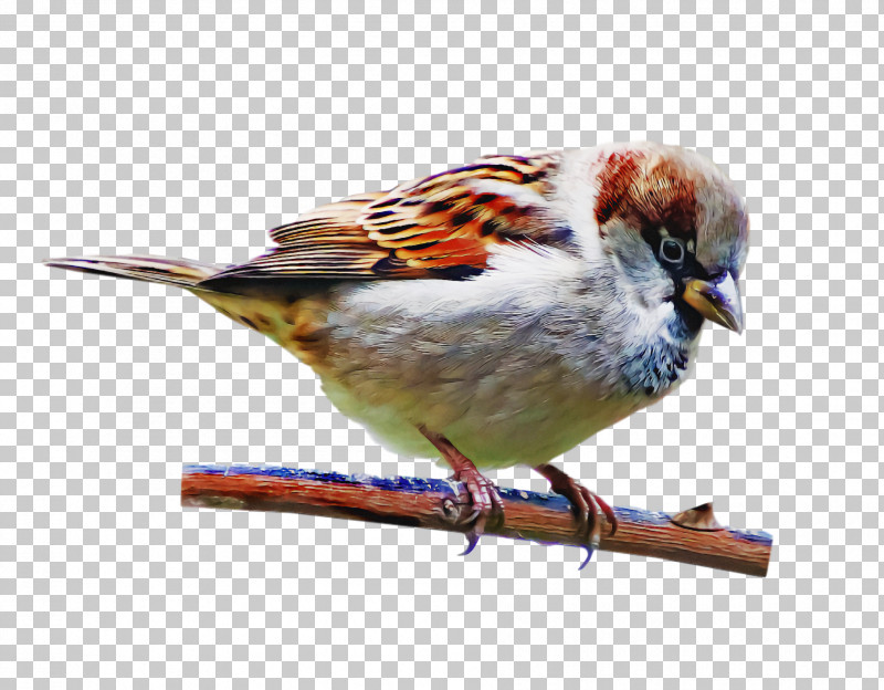 Feather PNG, Clipart, American Sparrows, Beak, Biology, Birds, Feather Free PNG Download
