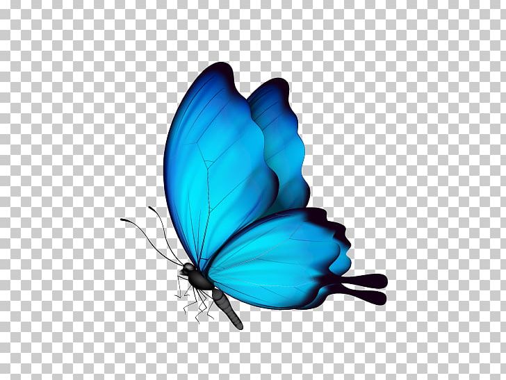 Butterfly Insect PNG, Clipart, Arthropod, Blue, Blue Butterfly, Butterflies, Butterfly Girl Free PNG Download