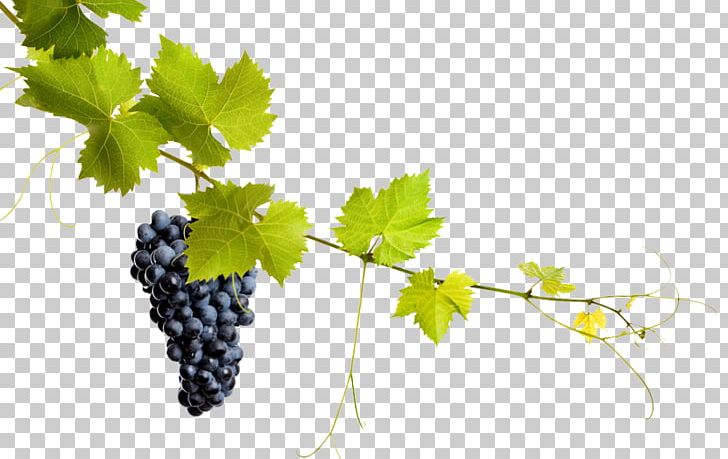 Common Grape Vine Grape Leaves Stock Photography PNG, Clipart, Branch, Common Grape Vine, Flowering Plant, Food, Fotolia Free PNG Download