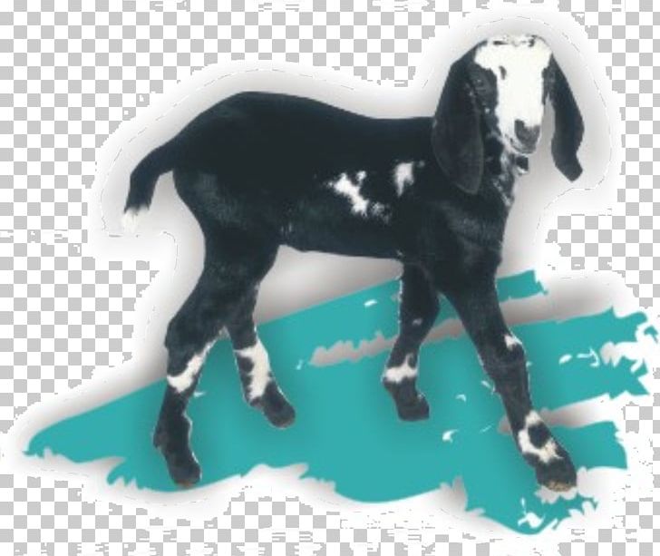 Goat Soap Mustang Stallion Canada PNG, Clipart, Animals, Canada, Cow Goat Family, Goat, Goat Antelope Free PNG Download