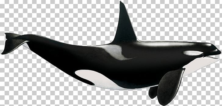 Killer Whale Tethys Research Institute Dolphin Science PNG, Clipart, Activity, Animals, Dolphin, Ecology, Fin Free PNG Download