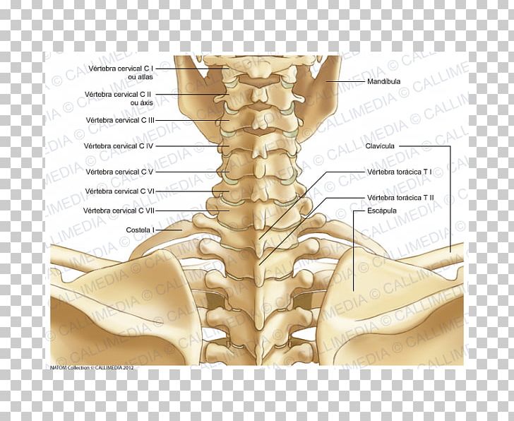 Neck Bone Human Body Human Skeleton Anatomy PNG, Clipart, Abdomen, Anatomy, Arm, Atlas, Beige Free PNG Download
