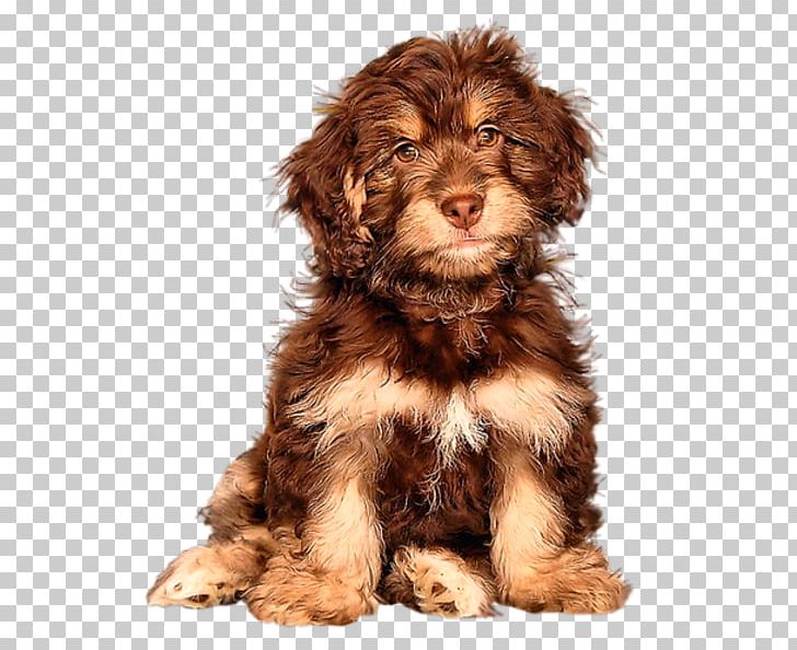 Cockapoo Goldendoodle Puppy Cavapoo Schnoodle PNG, Clipart, Animals, Cari, Carnivoran, Cavapoo, Chien Free PNG Download