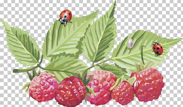 Frutti Di Bosco Red Raspberry PNG, Clipart, Berry, Bilberry, Blackberry, Food, Fruit Free PNG Download