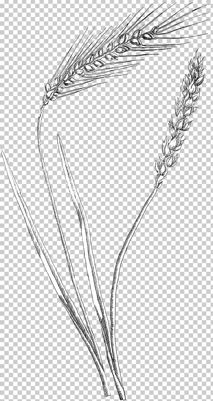 barley grain drawing