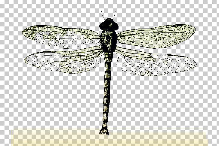 Insect Butterfly Dragonfly Bee PNG, Clipart, Animal, Arthropod, Bee, Butterfly, Cartoon Dragonfly Free PNG Download