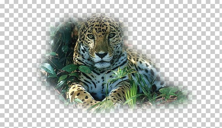 Tiger Snow Leopard Jaguar Felidae PNG, Clipart, Animaatio, Animals, Anime, Aslan Resimleri, Big Cats Free PNG Download