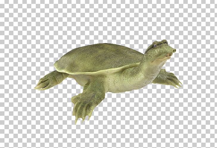 Chinese Softshell Turtle Florida Softshell Turtle Spiny Softshell Turtle African Softshell Turtle PNG, Clipart, Animal, Animals, Apalone, Chelydridae, Chinese Free PNG Download